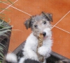 macho fox terrier