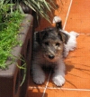 fox terrier pelo de alambre