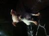Hermosos chihuahuas !!