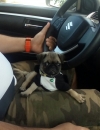 Venta de cachorro
