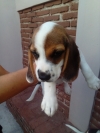 Beagle hound inglés cachorritos