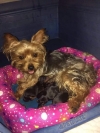 Hermosos cachorros Yorkshire terrier