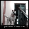Akita 6 meses