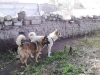 Akitas cachorros