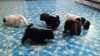 Akitas cachorros en venta en jerez zac