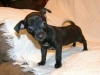 HERMOSOS CHIHUAHUITAS DOS MESES 8124134419