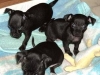 LINDOS CACHORROS CHIHUAHUAS 8129134419