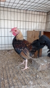 Pollos enanos para cría